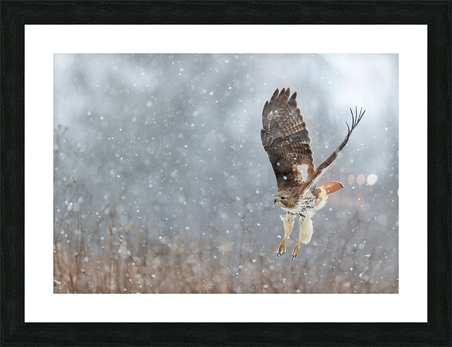 A66I1094 Edit Picture Frame print