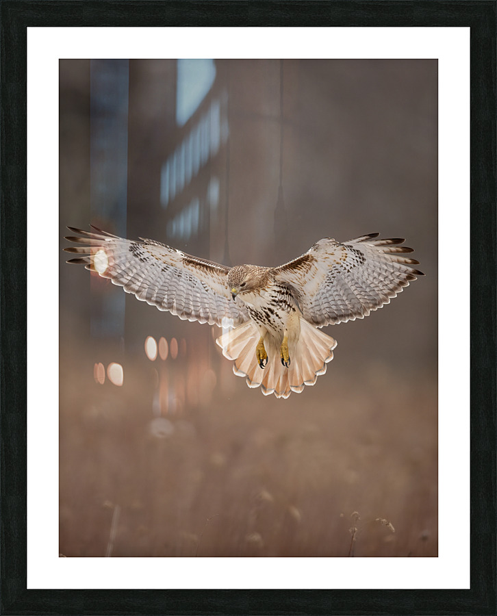 A66I1444 Edit 2 Picture Frame print