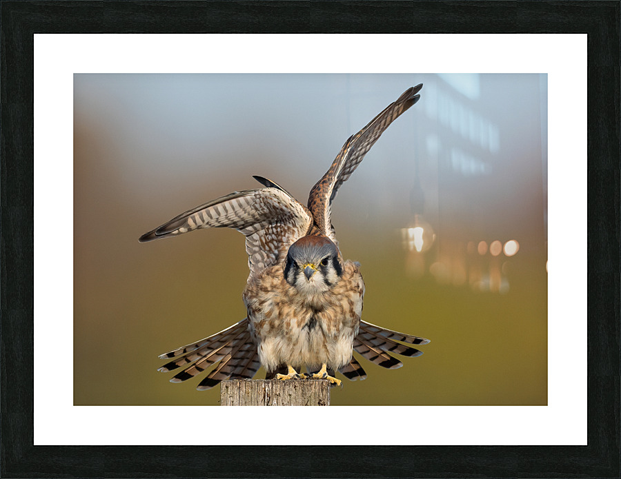 DSC09955 E Picture Frame print