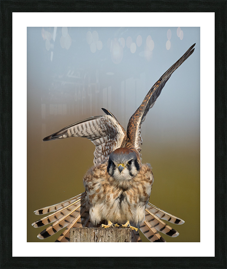 DSC09951 E Picture Frame print