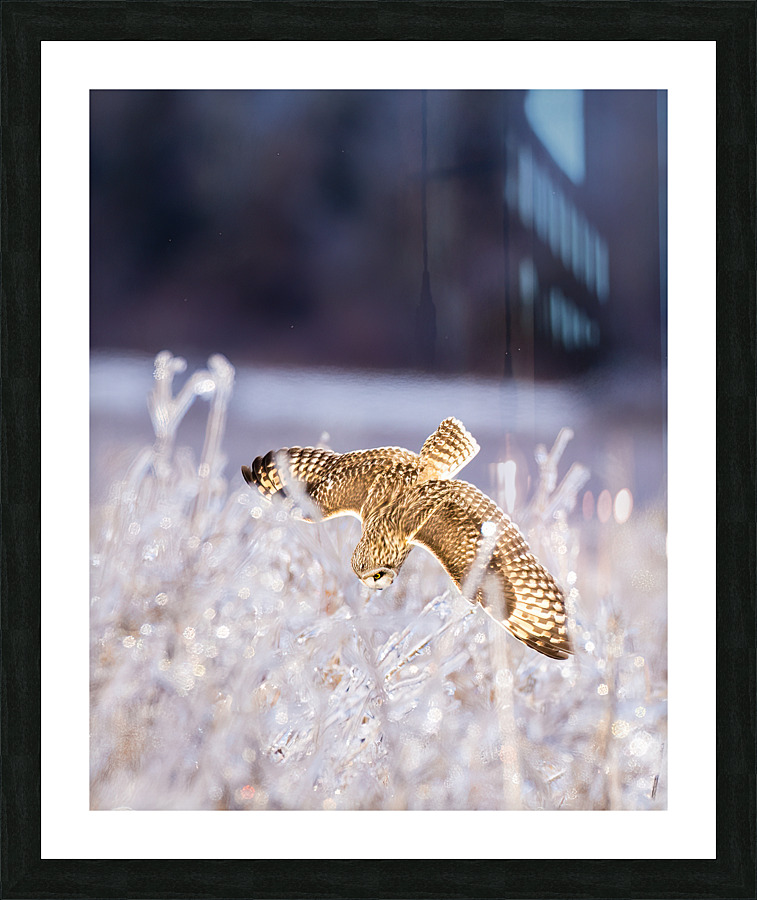 DSC01946  Picture Frame print