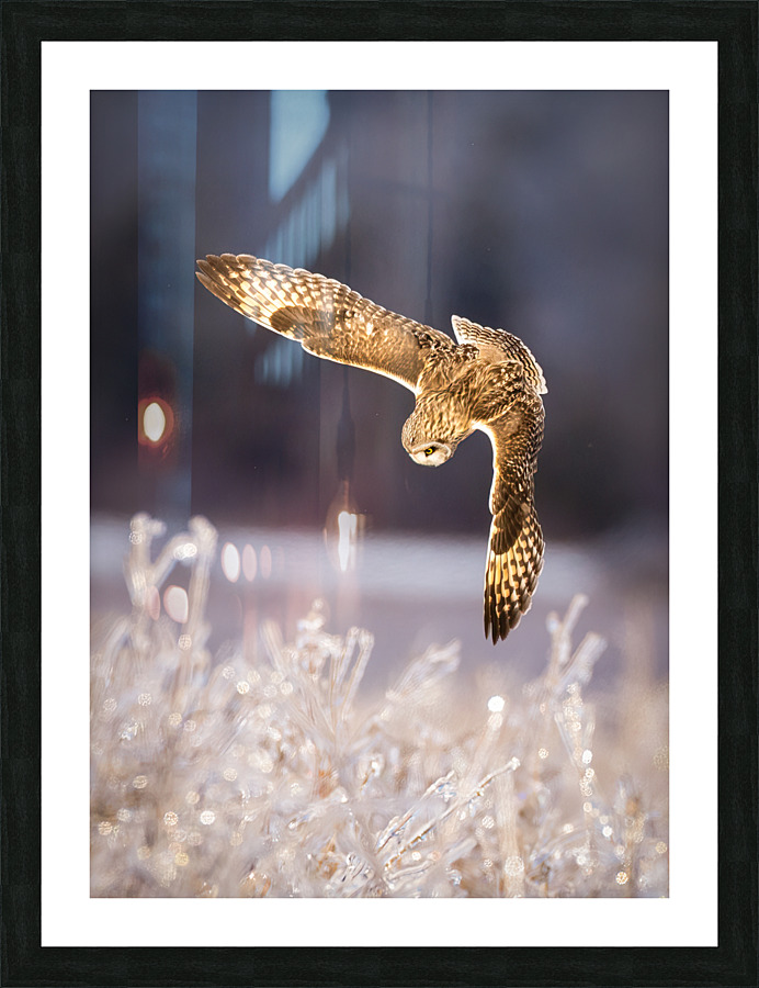 DSC01941  Picture Frame print