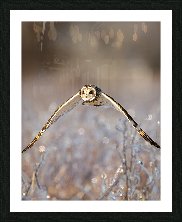 DSC07498  Picture Frame print