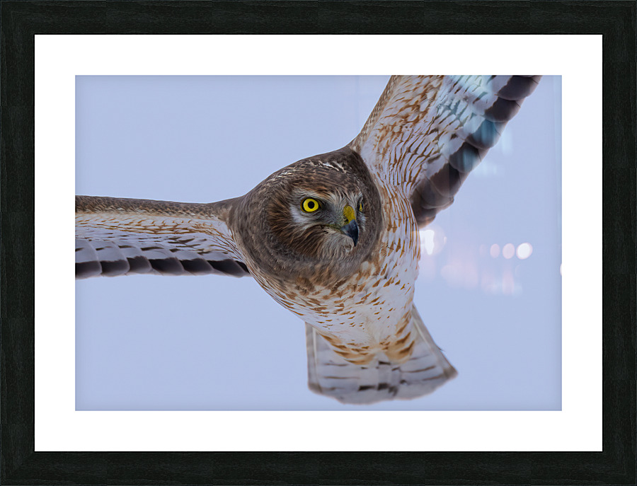 DSC06365  Picture Frame print