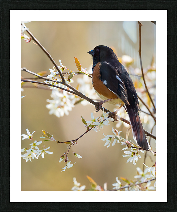 DSC04997 Edit 5 Picture Frame print
