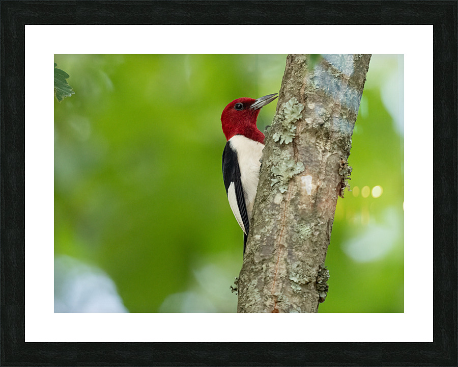 DSC00141 Edit Picture Frame print