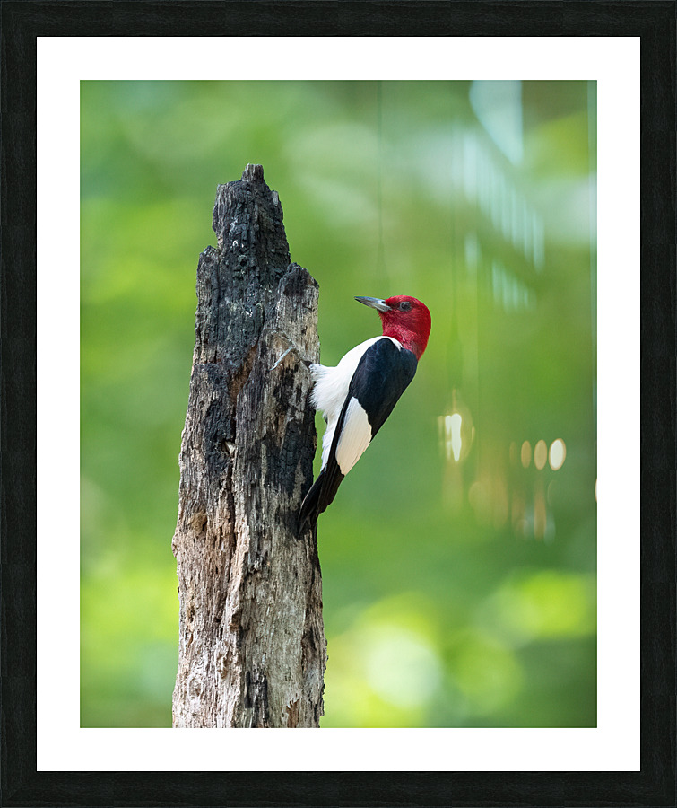 DSC01350 Edit Picture Frame print