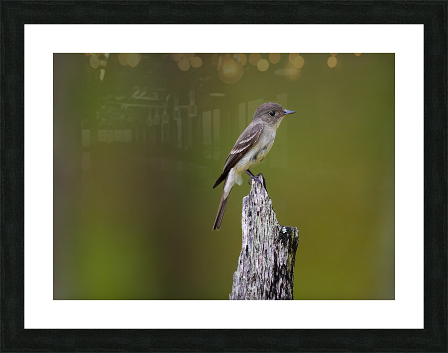 DSC00004 Edit 2 Picture Frame print