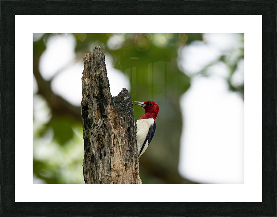 DSC00176 Edit Picture Frame print