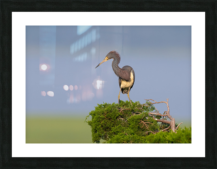 DSC08600 Edit Picture Frame print