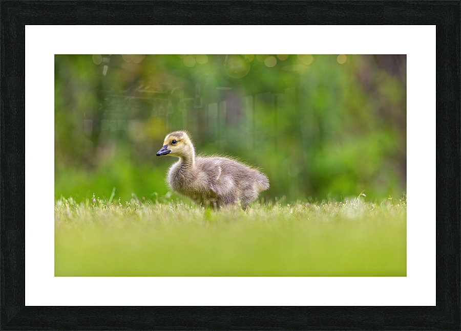 AC3Y7986 Edit Picture Frame print