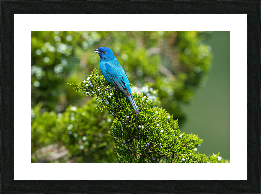DSC00998 Edit Picture Frame print