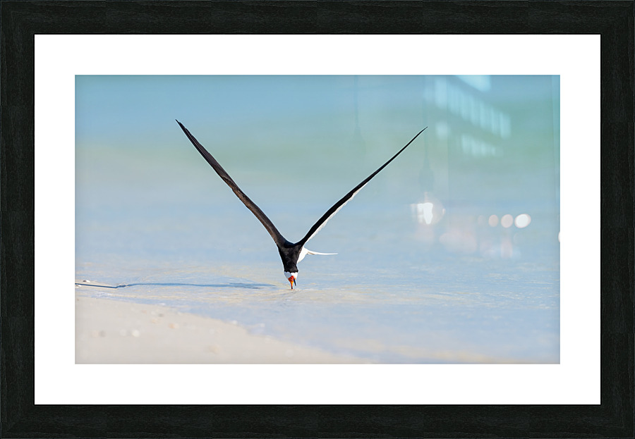 DSC06685 Edit Picture Frame print