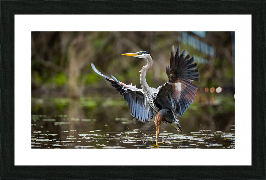 DSC06579 Edit Picture Frame print