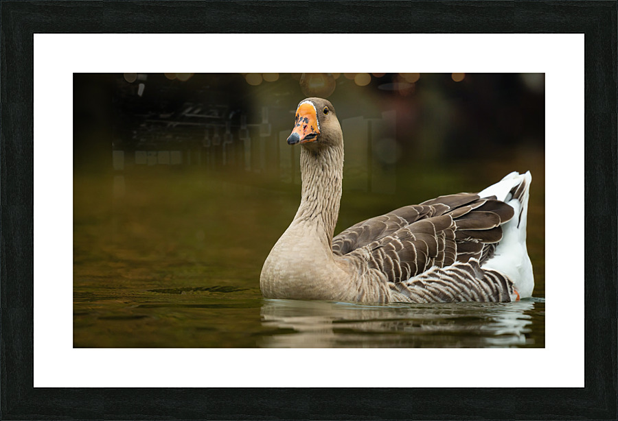 AC3Y5631 Edit Picture Frame print