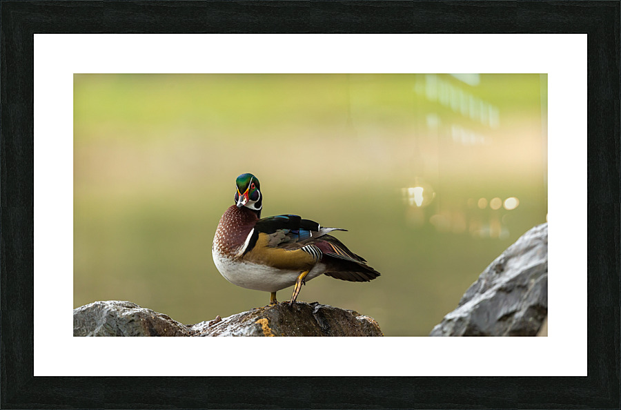 AC3Y3168 Edit Picture Frame print