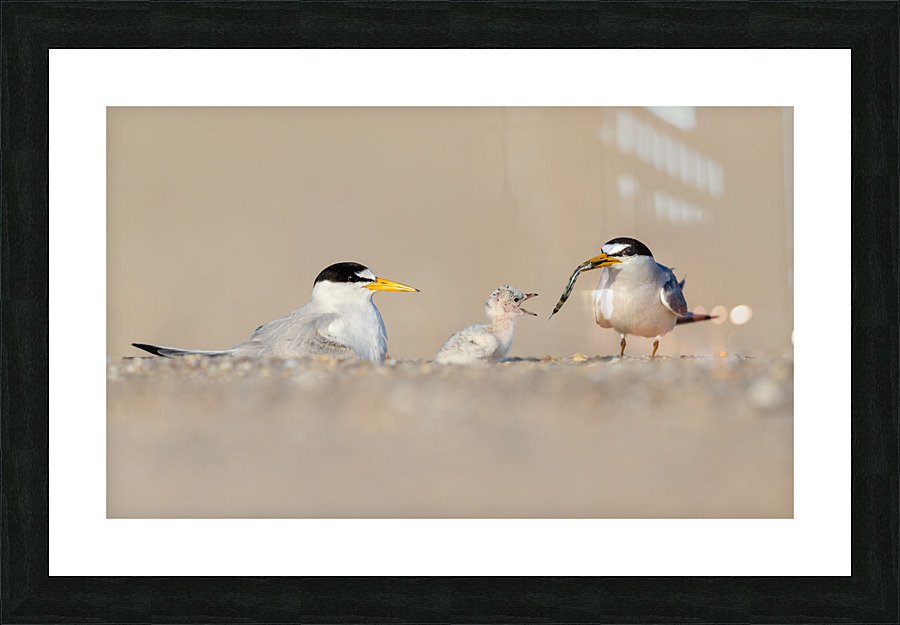 AC3Y8528 Edit Edit Picture Frame print