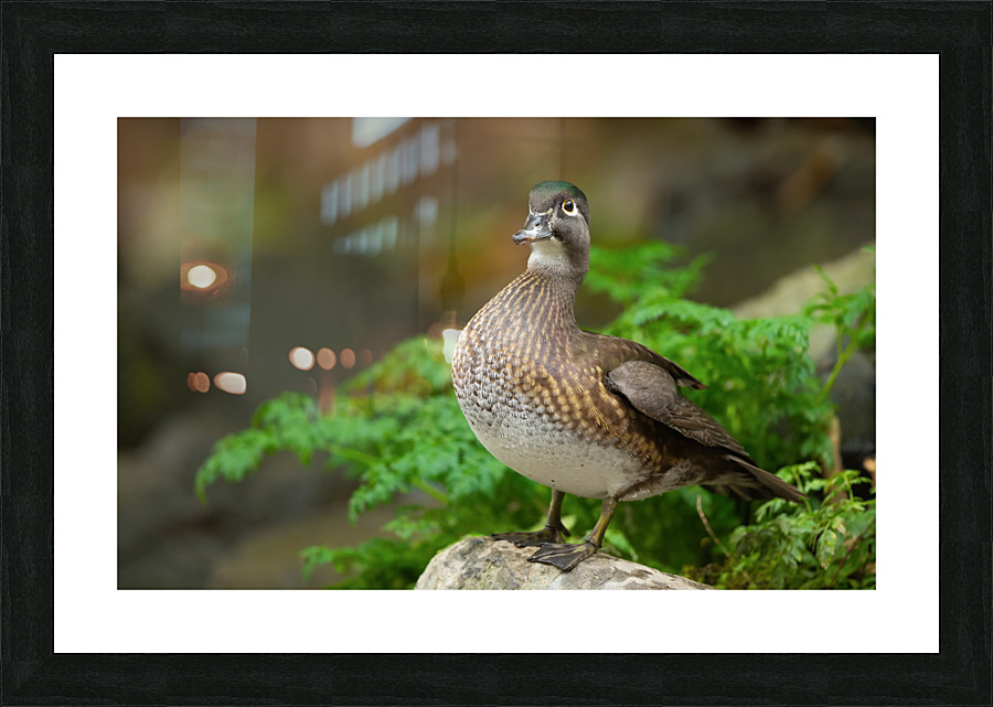 AC3Y3986 Edit 2 Picture Frame print