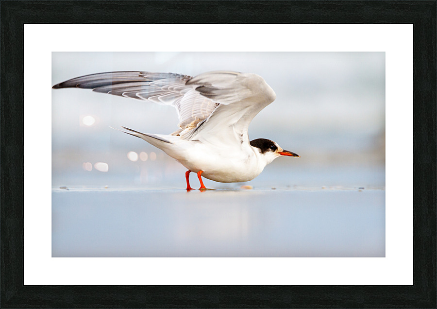  MG 3243 Picture Frame print