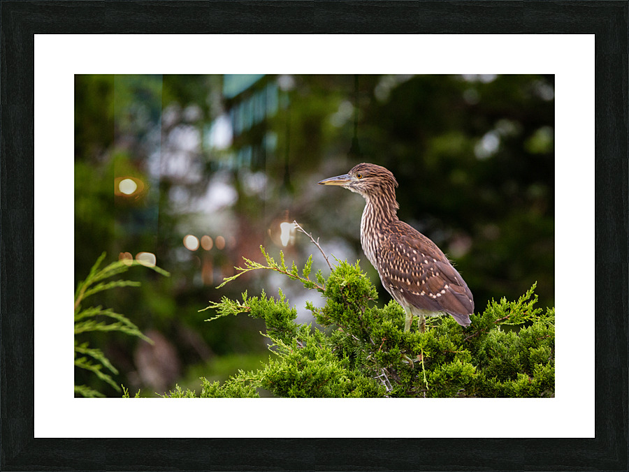  KM 0032 Picture Frame print
