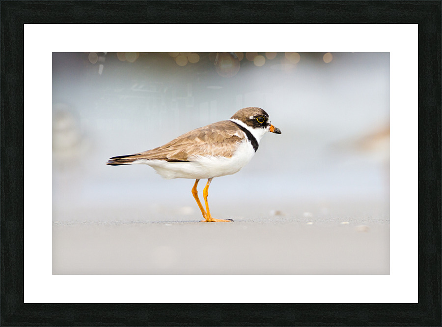  MG 3252 Picture Frame print