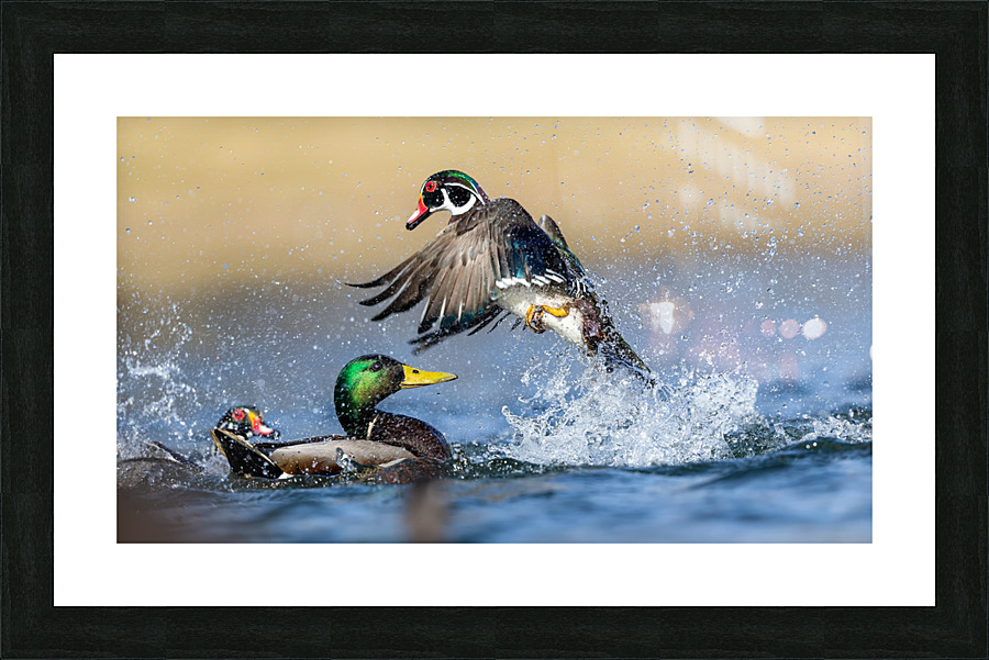 AC3Y6226 Edit Picture Frame print