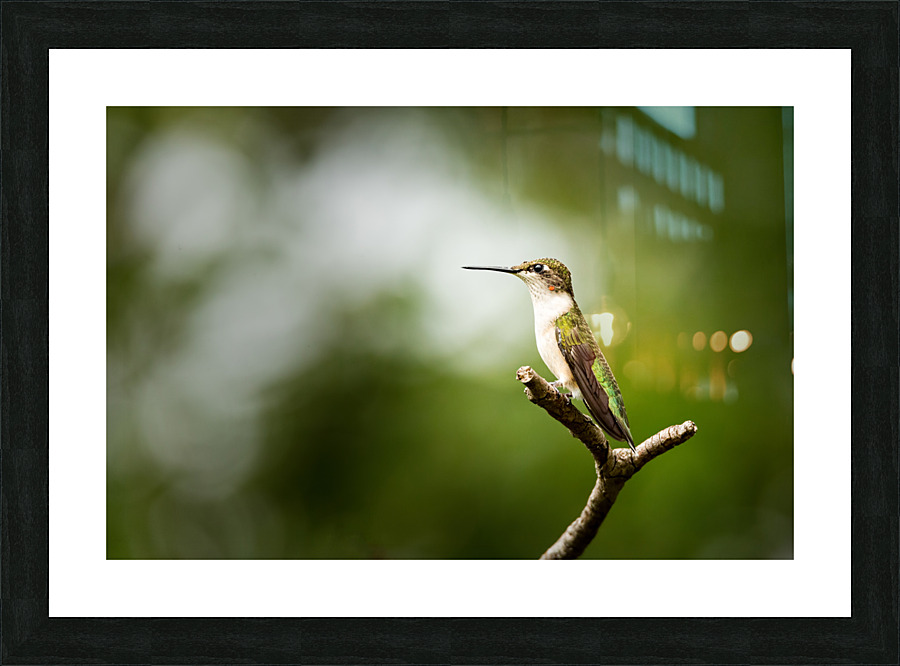  KM 0687 Edit 2 Picture Frame print