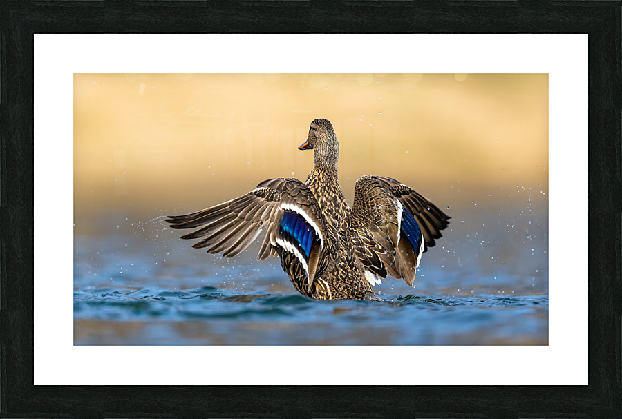AC3Y6589 Edit 2 Picture Frame print