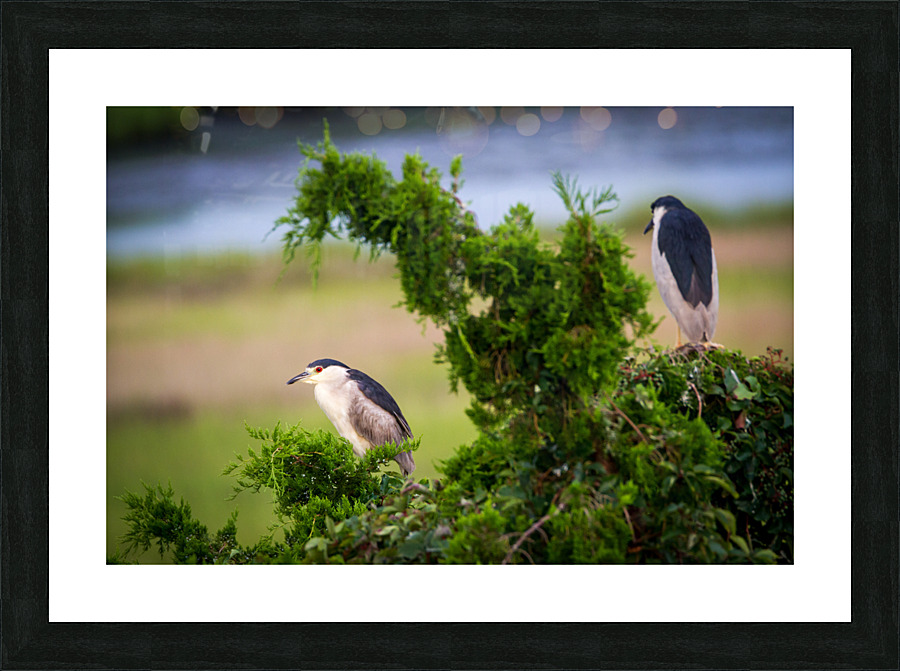  MG 2627 Picture Frame print