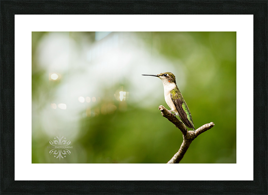  KM 0687 Edit 4 Picture Frame print