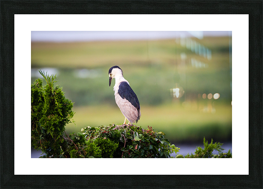  MG 2742 Picture Frame print
