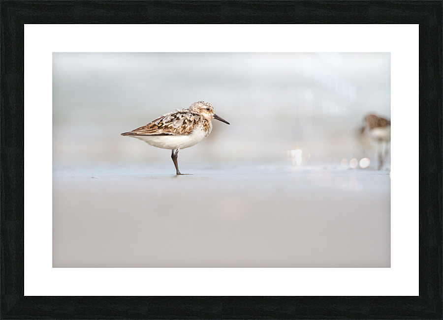  MG 3244 Picture Frame print