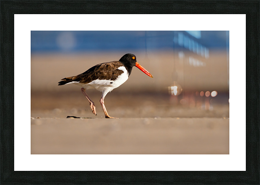  MG 5318 Edit 2 Picture Frame print