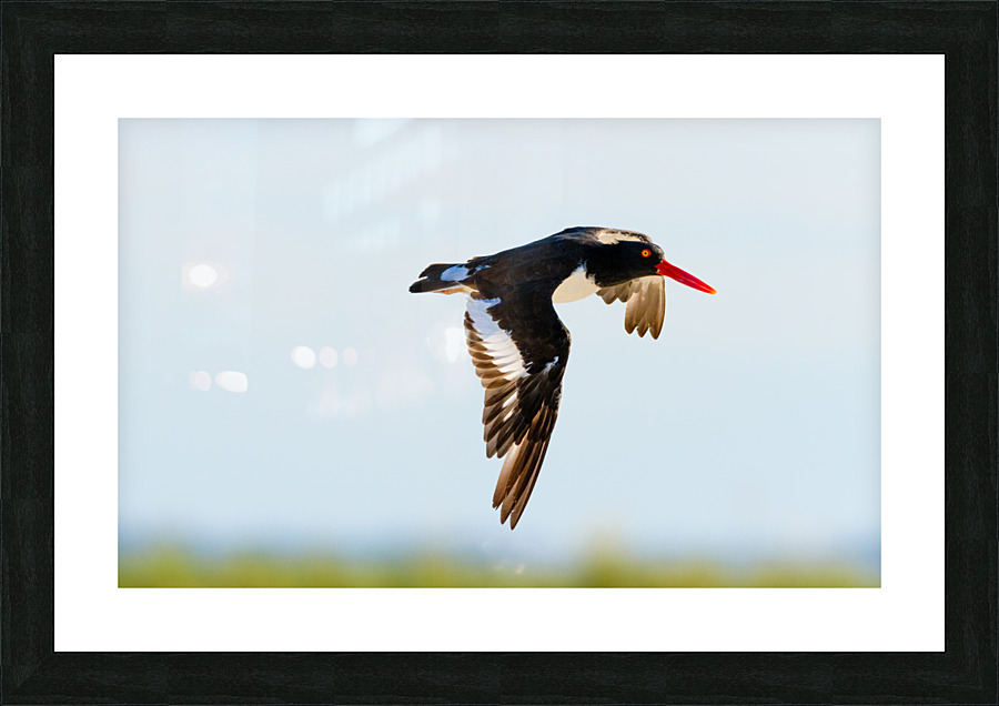  MG 5547 Edit 2 Picture Frame print