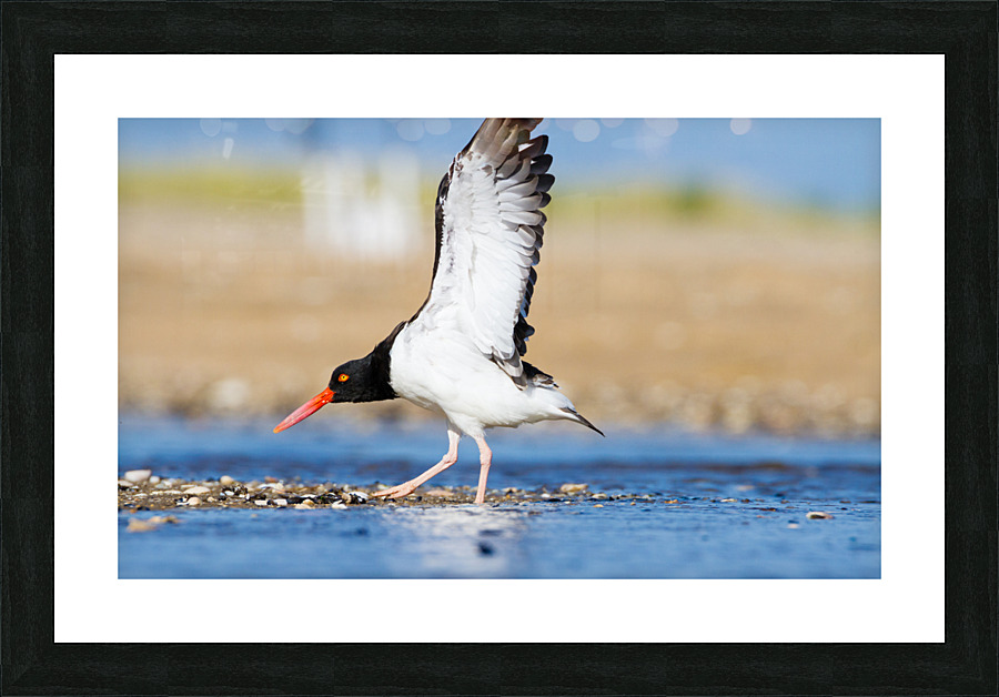  MG 5780 Picture Frame print