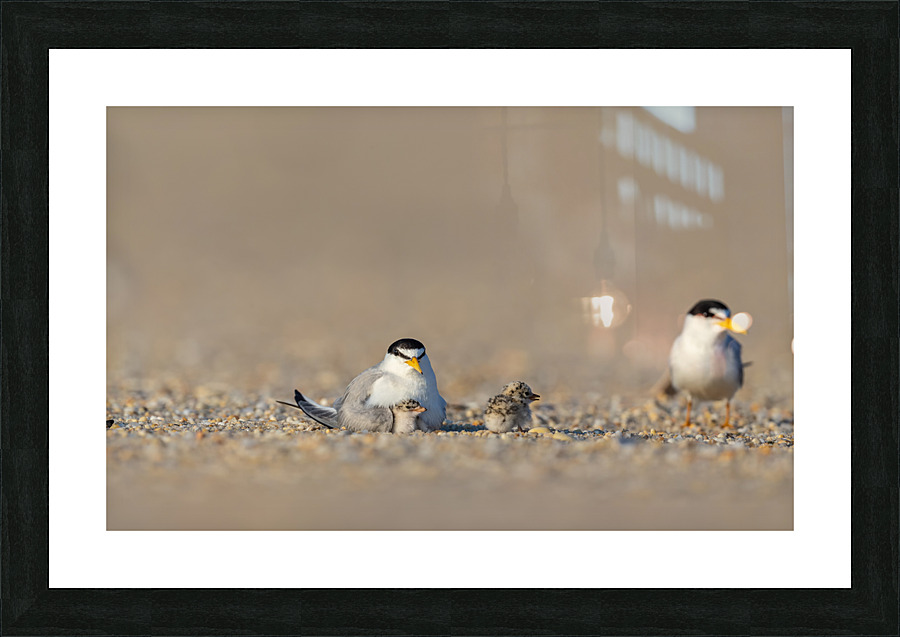 AC3Y8474 Edit Edit Picture Frame print