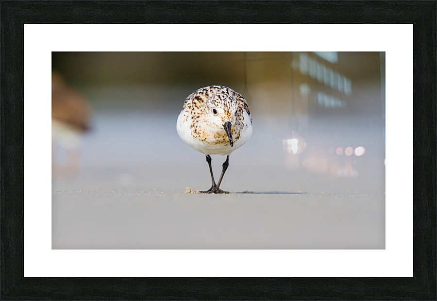  MG 3365 Picture Frame print
