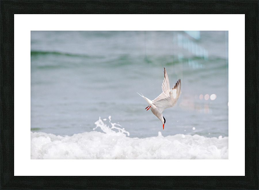  MG 3285 Picture Frame print