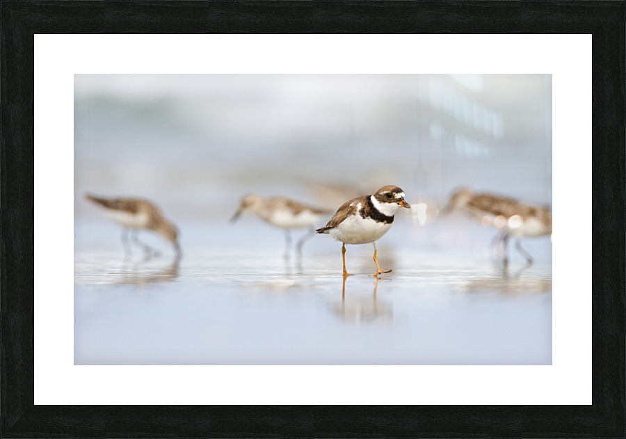  MG 3144 Picture Frame print