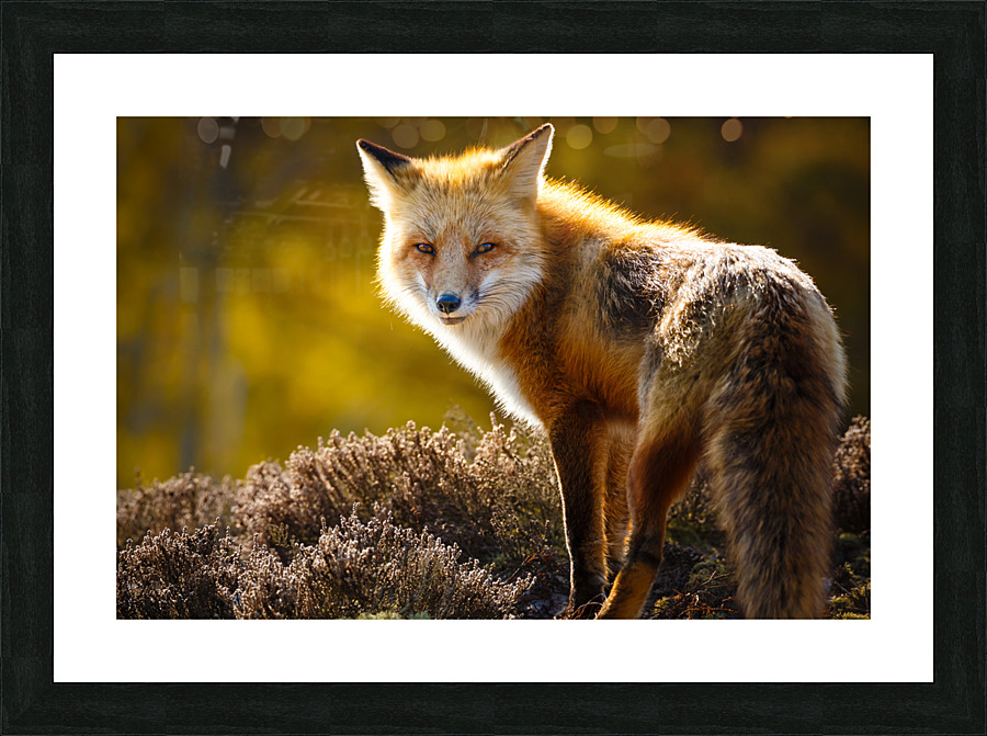  KM 1056 2 Picture Frame print