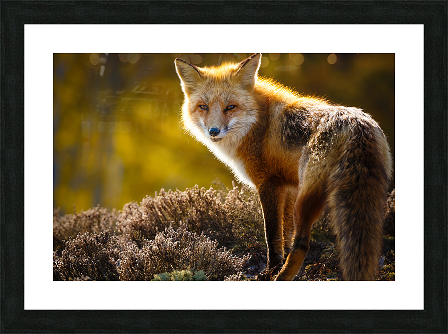  KM 1057 Picture Frame print