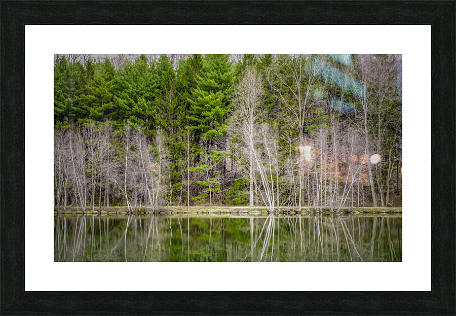 Evergreen Picture Frame print