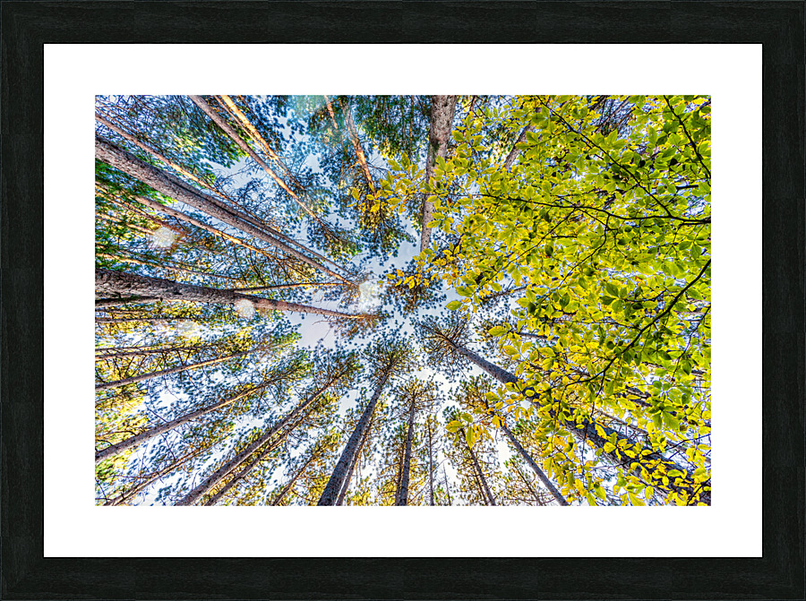 DP2L6911 Picture Frame print