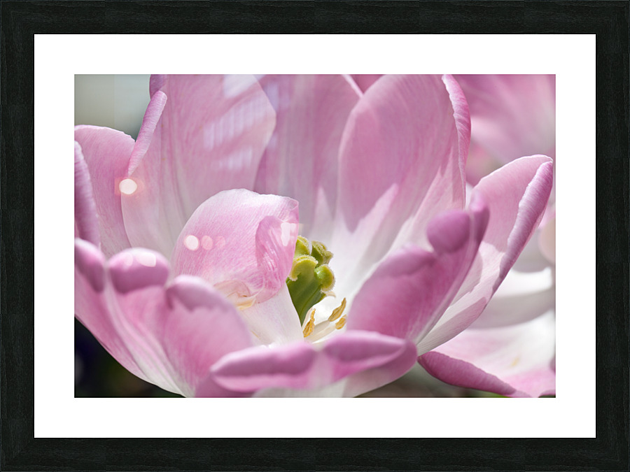 DP2L4003 Picture Frame print