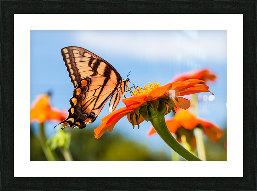 DP2L0223 Picture Frame print