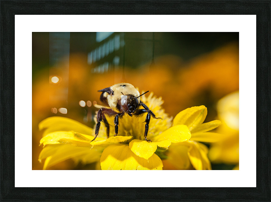 DP2L2276 Picture Frame print
