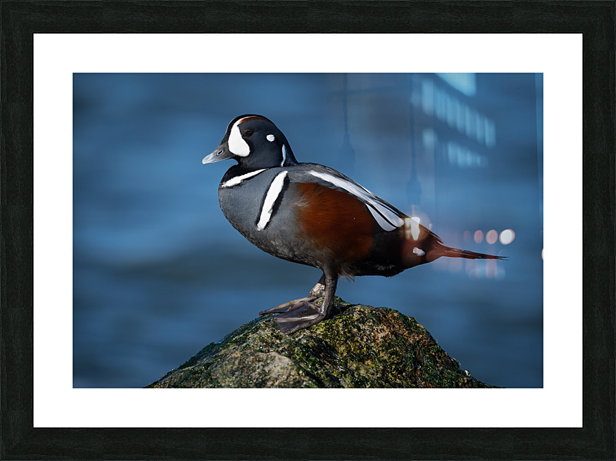 DSC01831 Edit 2 Picture Frame print