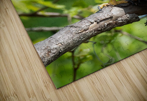 DSC00899 E Razak Photography puzzle