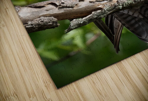 DSC05804 Edit 6 Razak Photography puzzle