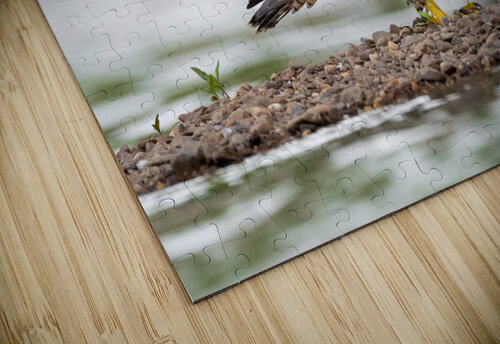 DSC02144 Edit 8 Razak Photography puzzle